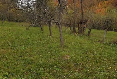 Teren de 3560 mp, în Mușătești - 2