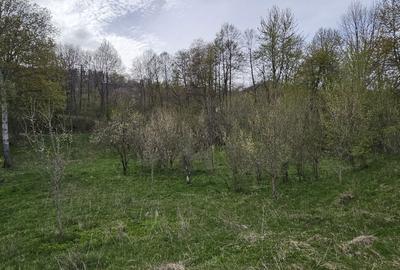 Teren de 3320 mp, în Provița de Sus - 2