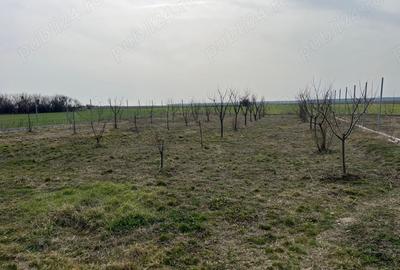 Casă cu 6 camere în Uliești - 1