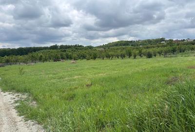Teren Construcții intravilan de 686 mp, în Paleu