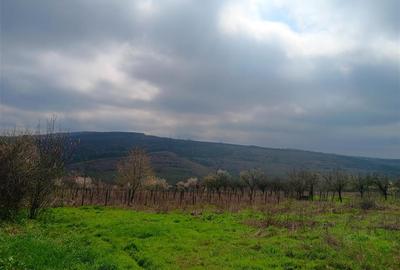 Aroneanu - Dorobant TEREN 46000mp PUZ realizat 59 de case la str principala cu t - 4