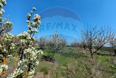 Casă individuală cu 3 camere cu Teren 2175 Mp în Mailat - 15