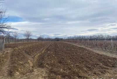 Casă cu 3 camere cu Teren 3300 Mp în Central - 2