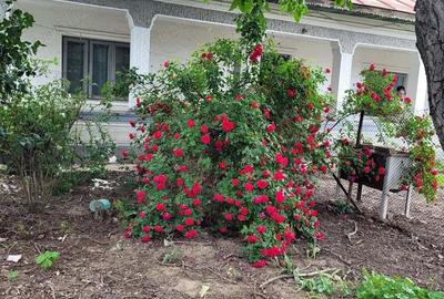 Casă cu 5 camere cu Teren 1351 Mp în Cernica - 8