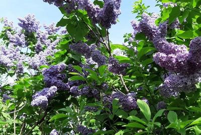 Casă cu 3 camere cu Teren 1550 Mp în Berceni - 1