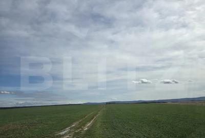 Teren de 243504 mp, în Ardud - 4