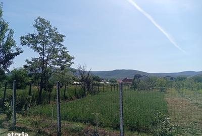 Teren de 1823 mp, în Șiria - 6