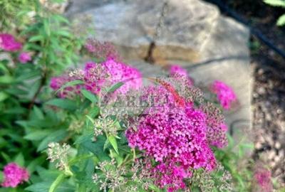 Vila lux de vanzare in cel mai dorit complex din Erou Iancu Nicolae-locatie rara - 40