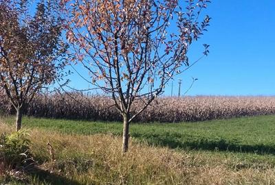 Vand teren de casa, intravilan, utilitati la poarta - 3