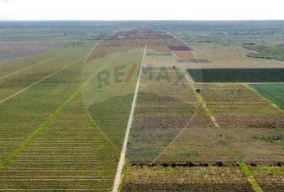 Oportunitate vie 54 ha la DN E85 - 17