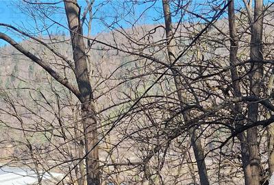 Teren de 2326 mp, în Tarcău - 5