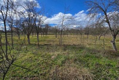 Herneacova-Casa si Teren-Livada- 2876 mp- Front 37m - 16