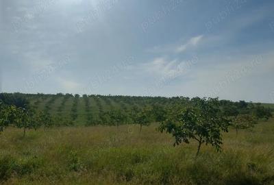 Teren de 97900 mp, în Tamași - 9
