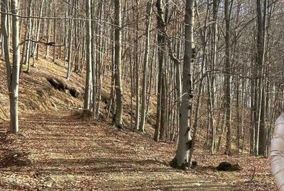 Spațiu comercial, în Borod - 2