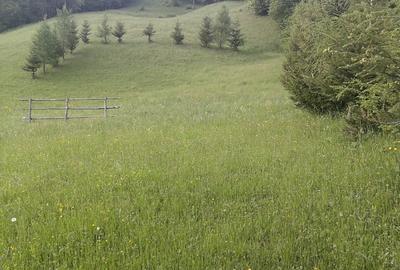 Teren extravilan de 1500 mp, în Maieru - 3