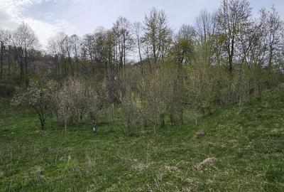 Teren de 3320 mp, în Provița de Sus - 7