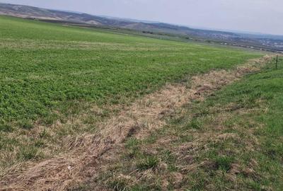 Spațiu comercial, în Copăceni - 1