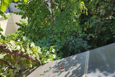 .DOMENII,2 CAMERE IN VILA,MOBILATE,TERASA,CURTE,CENTRLA PROPRIE.600 EURO - 15