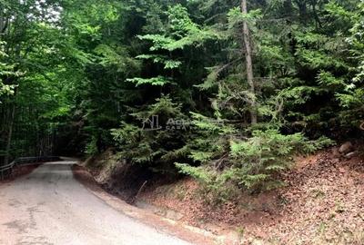 Teren de 69450 mp, în Arefu - 4