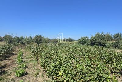 Casa cu piscina, 3450 Mp suprafata teren, Albesti, Mures - 25