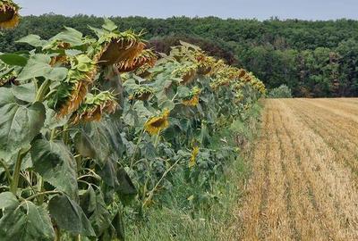 DE VANZARE Teren agricol 4500mp Moara Vlasiei - 4