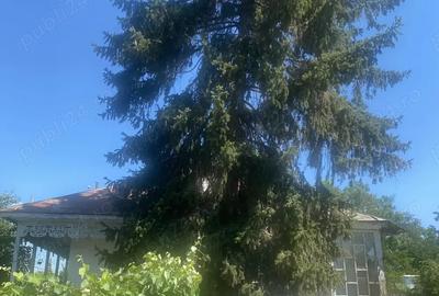 Casa batraneasca + teren, oras Insuratei, jud. Braila - 3