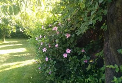 Casa Zona Centrala (Tudor Vladimirescu) - 1