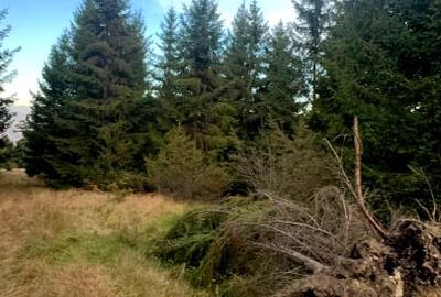 Vanzare 10 ha padure panoramica deasupra Voronetului Suceava - Proiect Turistic - 7