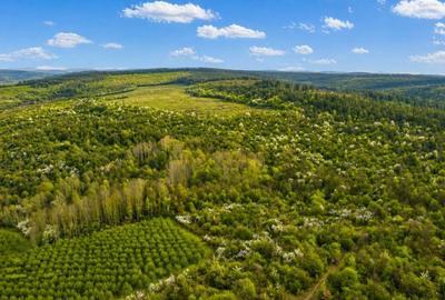 Teren agricol extravilan de 196000 mp, în Brestovăț - 3