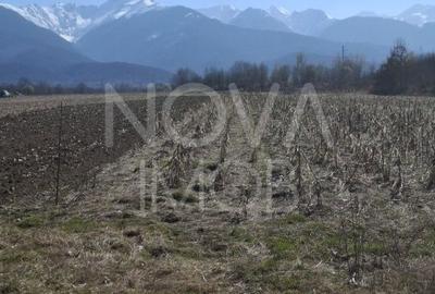 Teren de 2100 mp, în Poplaca - 7