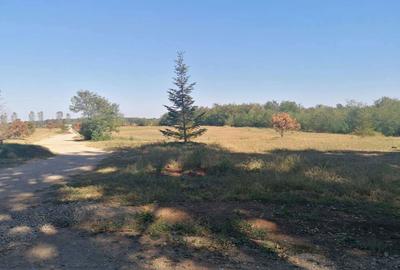 Teren de 4350 mp, în Bălteni - 6