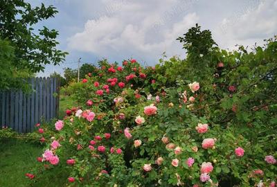 Teren de 4000 mp, în Ileana - 7