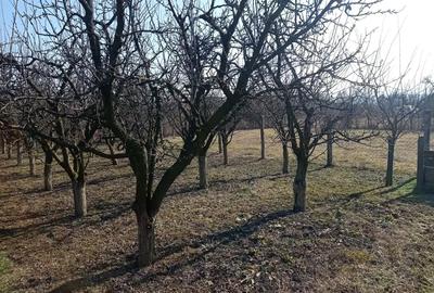 Casa locuibila, cu vie ?i livada - 4