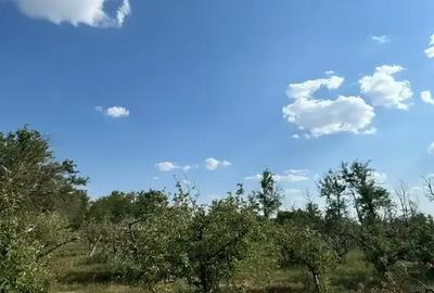 Casă cu 5 camere | Pivniță și Livada | Aproape de București | - 9