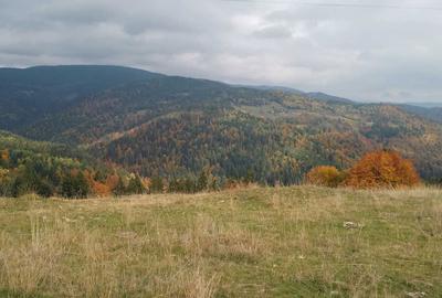 Teren de 60000 mp, în Vadu Moților - 3