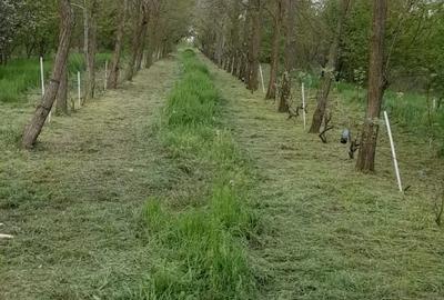 Teren în Gheorghe Lazăr - 1