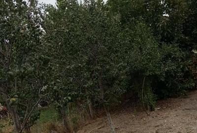 Casă cu 3 camere în Putineiu - 4