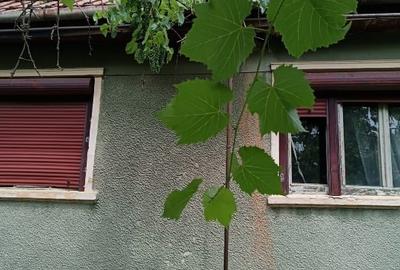 Vand casa la tara - 9