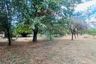 Casă Spațioasă cu teren Generos de 3416 mp în Tăuții Măgherăuș - 9