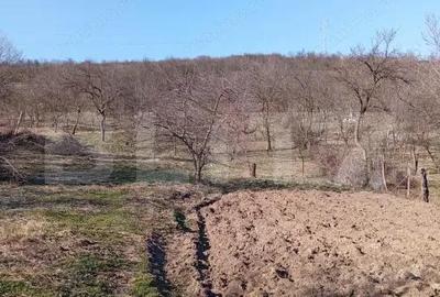 Casă cu Teren 3000 Mp în Central - 2