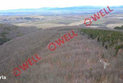 Spațiu comercial, în Dalnic - 4