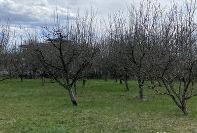 Teren de 7000 mp, în Berevoești - 6