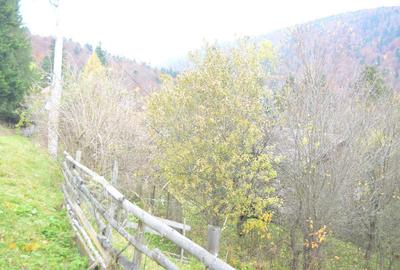 Teren de 1300 mp, în Valea Alba - 6