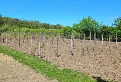 Casă cu 4 camere în Schit-Orășeni - 5