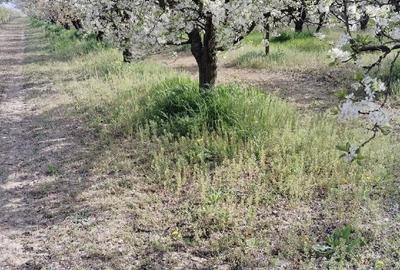 Teren de 10000 mp, în Milcovul - 1
