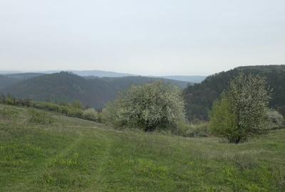 Teren de 10500 mp, în Dumbrăvița - 5