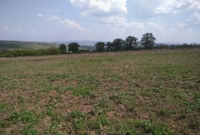 Păcurari-Platou Beldiman ( LA STEJARI SECULARI ) 490 mp , oportunitate reala - 12