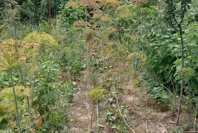 Proprietar vand vila. - 9