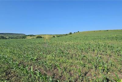 TEREN INTRAVILAN 5800 MP SUCEAGU - 1