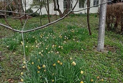 Casă în Băile Herculane - 2